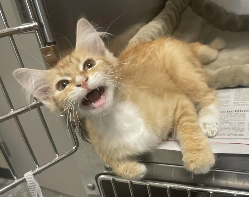 Marmalade thumbnail 3