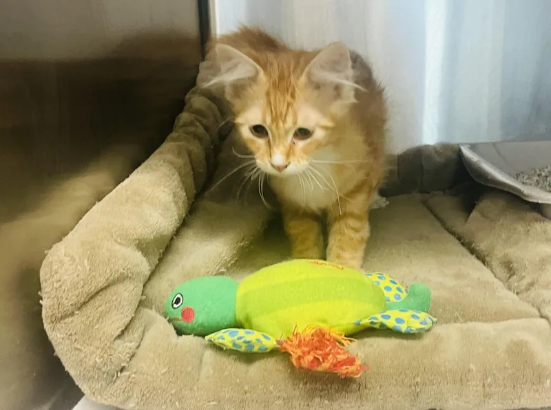 Marmalade thumbnail 4