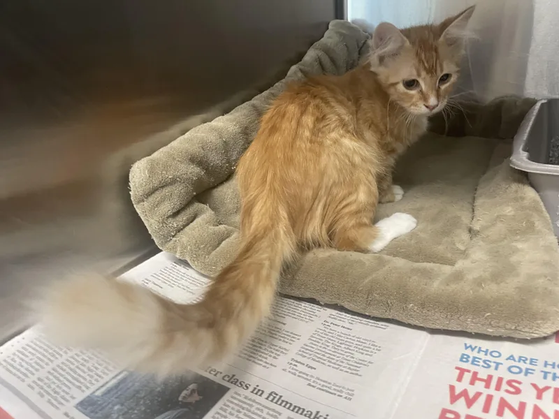 Marmalade thumbnail 5