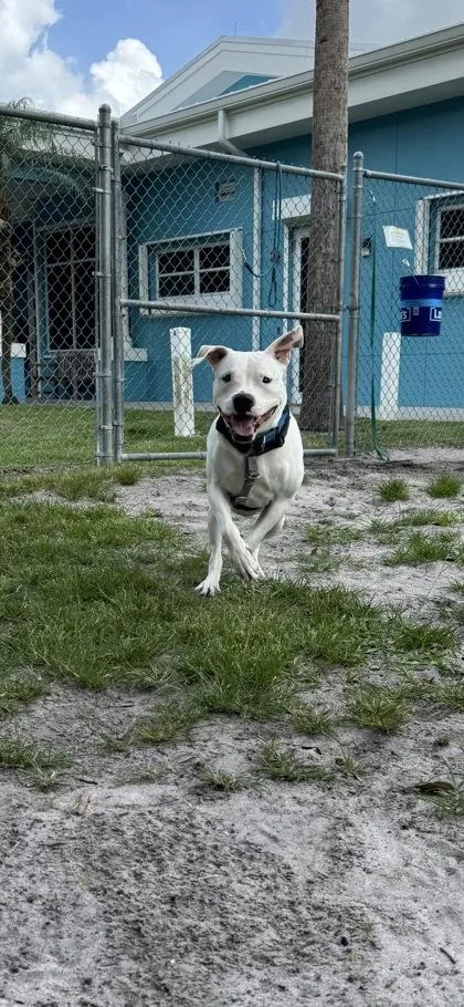 An adult medium-sized female Mixed Breed dog named Cocarina for adoption in Vero Beach, FL
