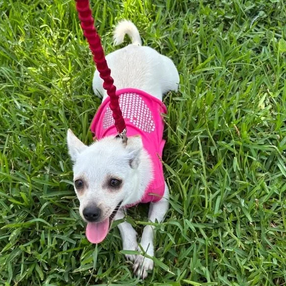 A young small-sized female White / Cream Chihuahua dog named Channel for adoption in Manvel, TX