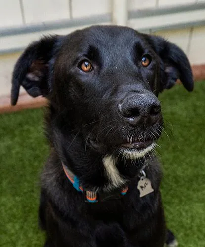 A young large-sized male Black Shepherd dog named Muzan for adoption in Encinitas, CA