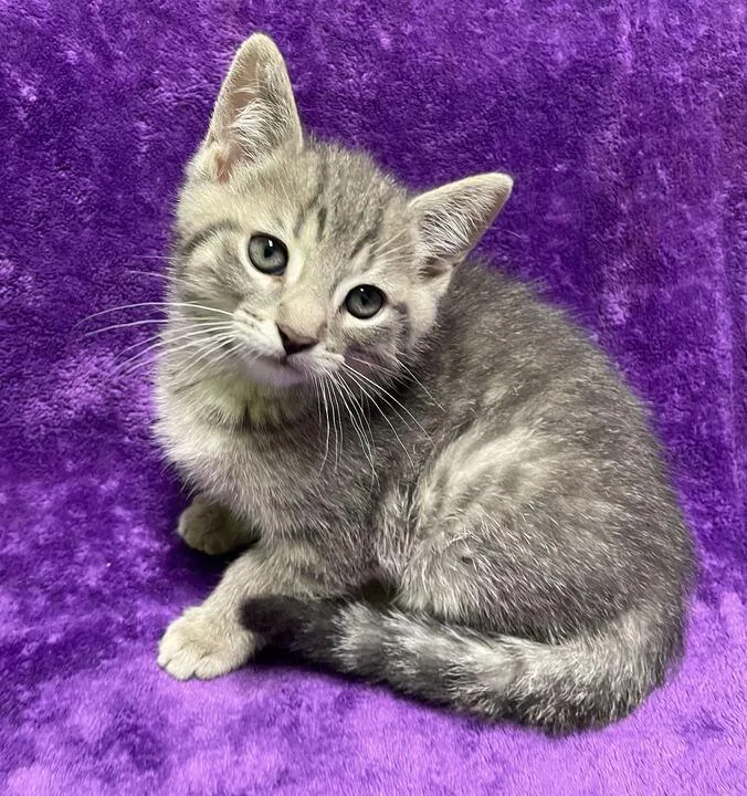 A baby medium-sized male Tabby (Gray / Blue / Silver) Domestic Short Hair cat named Fern for adoption in Jackson, MI
