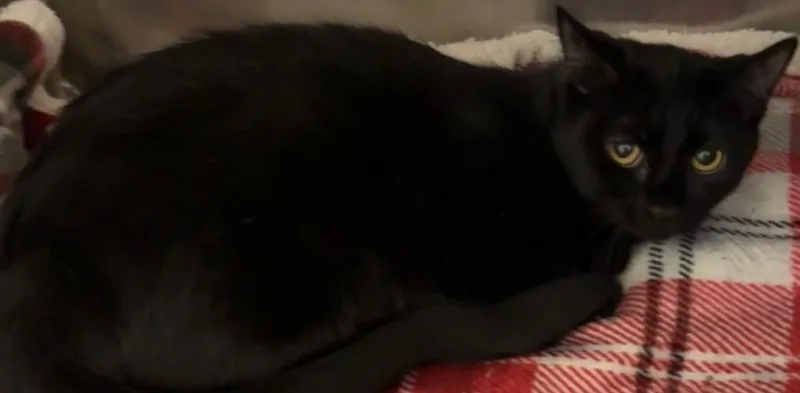 Midnight thumbnail 2