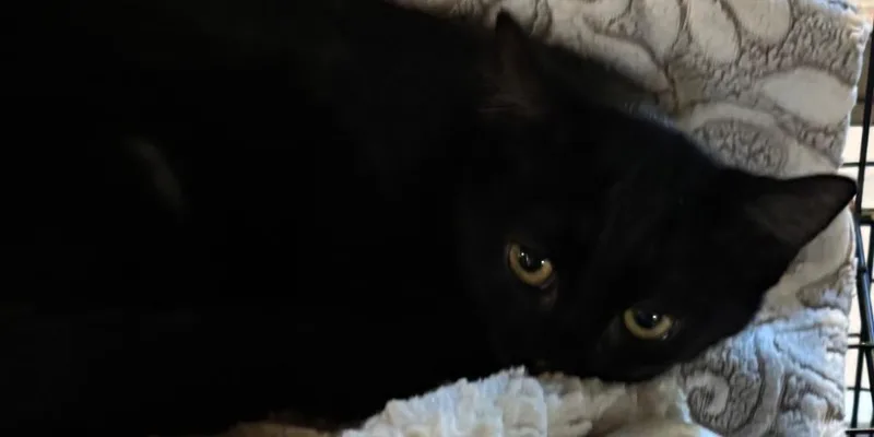 Midnight thumbnail 3