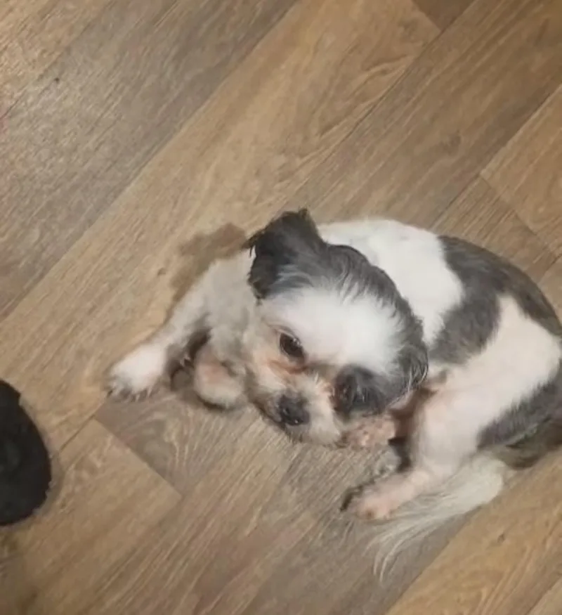 A young small-sized male Shih Tzu dog named Jimmy for adoption in Gainesville, VA