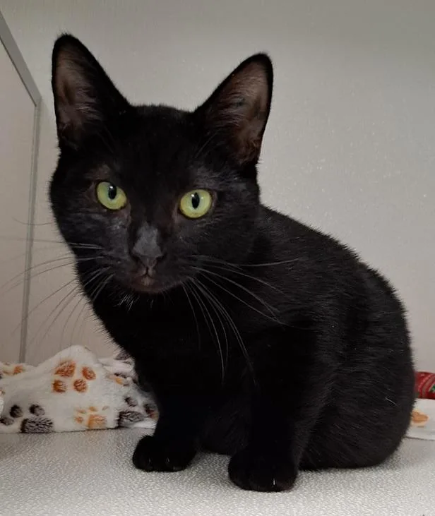 A young medium-sized male Black Domestic Short Hair cat named Murphy for adoption in Manning, SC