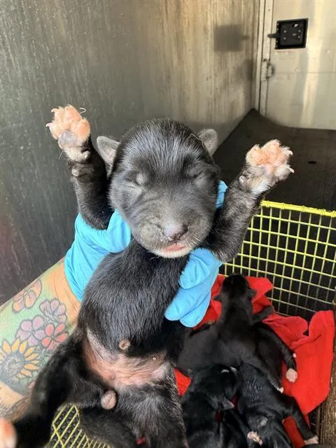 A baby medium-sized female Husky dog named Cheddar for adoption in San Antonio, TX
