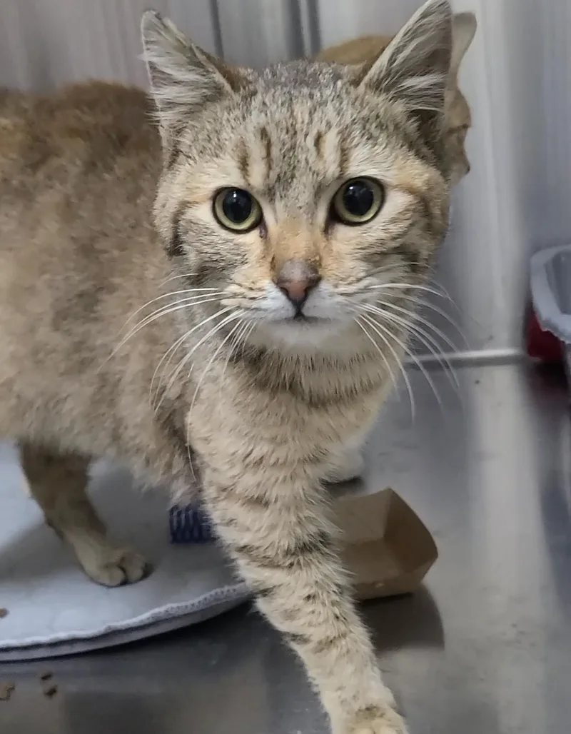 An adult small-sized female Brown / Chocolate Domestic Short Hair cat named Gwen for adoption in Russellville, KY
