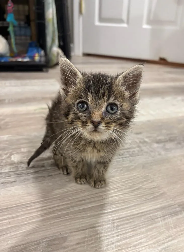 A baby small-sized male Tabby (Brown / Chocolate) Domestic Short Hair cat named Wafer for adoption in Evansville, IN