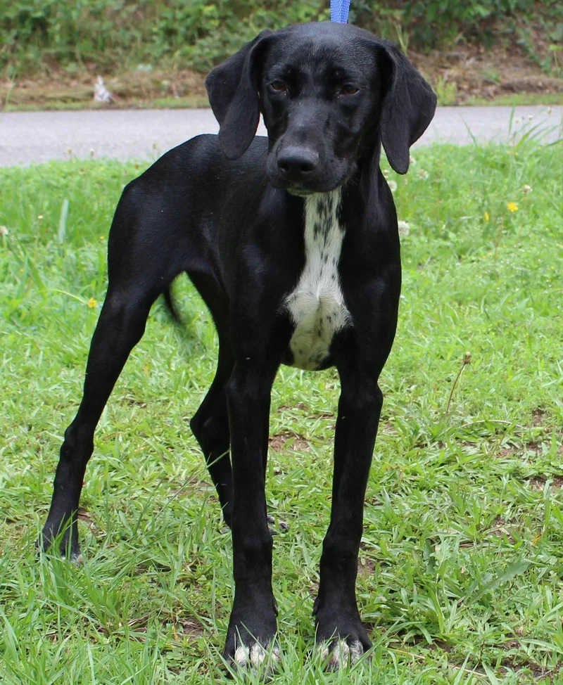 A young large-sized female Hound dog named Little Bit for adoption in Prattville, AL