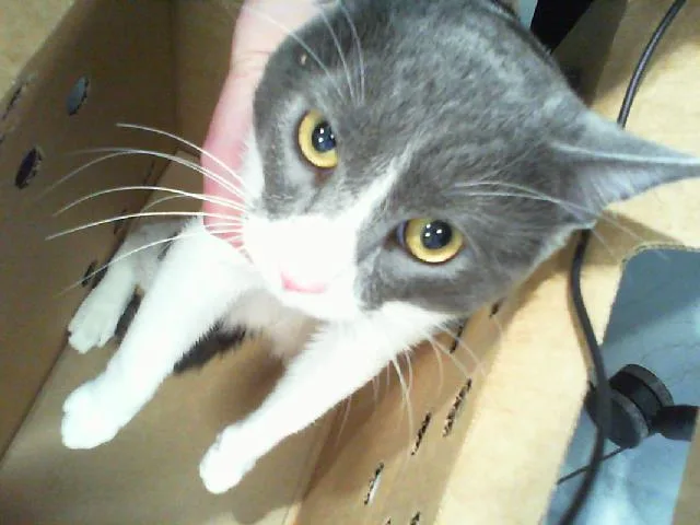 A young small-sized male Domestic Short Hair cat named Seven for adoption in Charlotte, NC