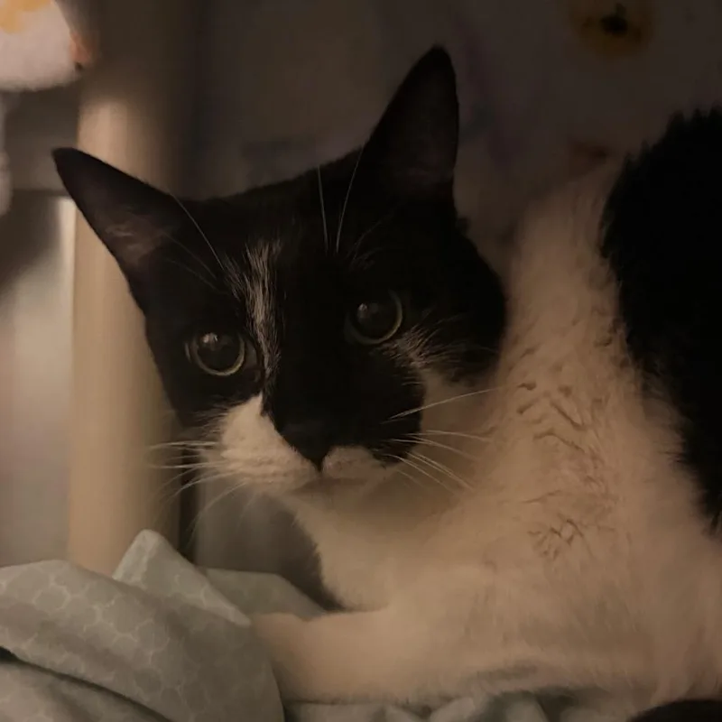 An adult medium-sized female White Domestic Short Hair cat named Hermione for adoption in Flagstaff, AZ