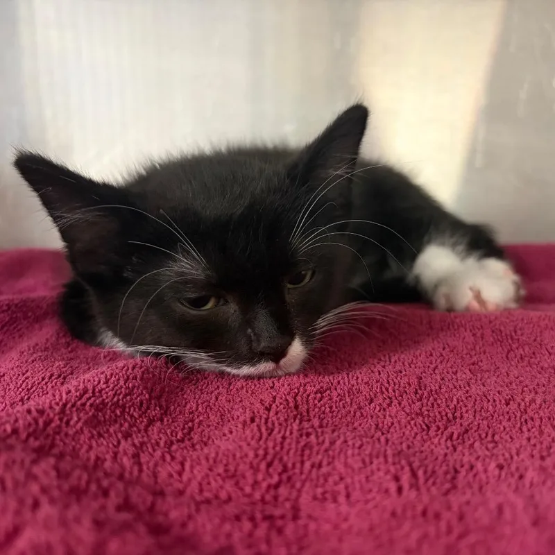 A baby small-sized male Black Domestic Short Hair cat named Figaro for adoption in Independence, KS
