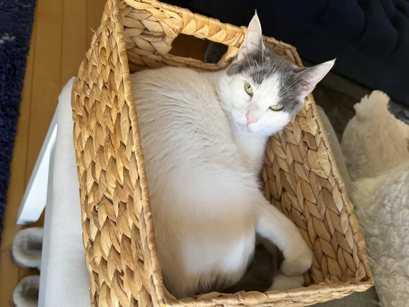 An adult large-sized male Domestic Short Hair cat named Miles for adoption in Venice, CA