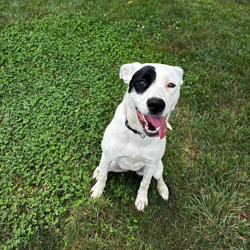 A young medium-sized female White / Cream Mixed Breed dog named Dottie for adoption in Alexandria, VA