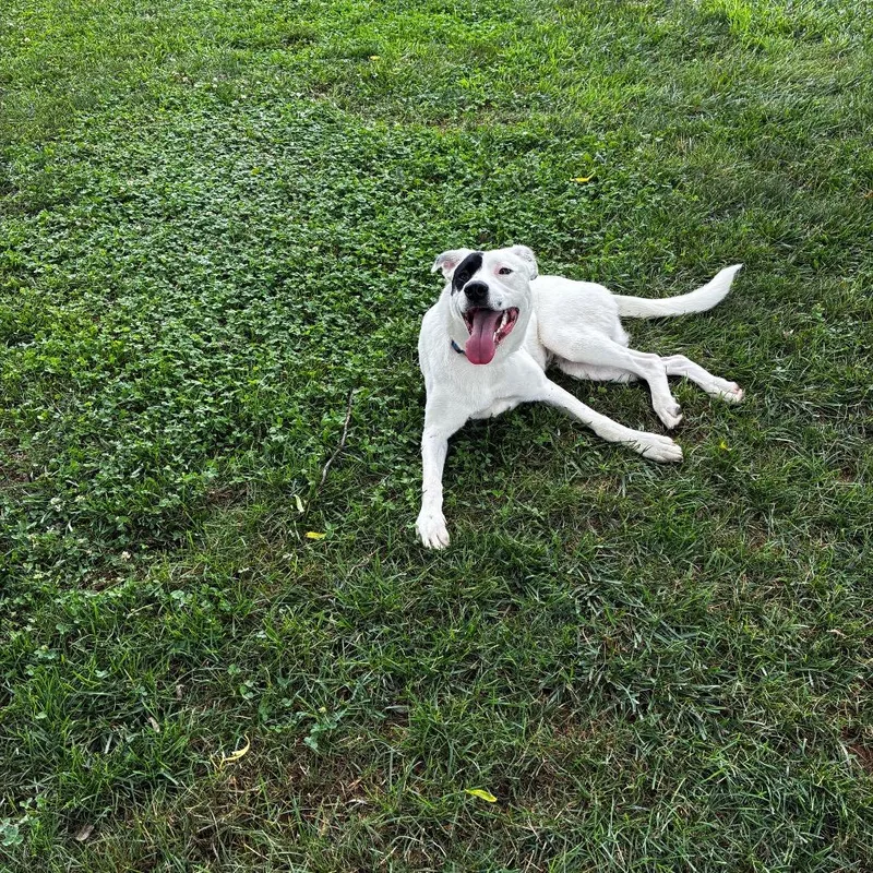 Dottie thumbnail 2
