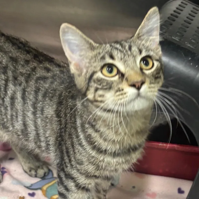 A baby small-sized male Domestic Short Hair cat named Kenny for adoption in Brookfield, MO