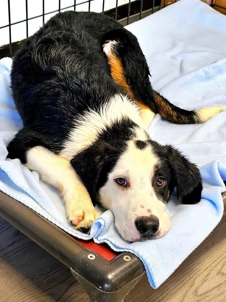 A young medium-sized male Labrador Retriever dog named Nacho for adoption in Gouverneur, NY