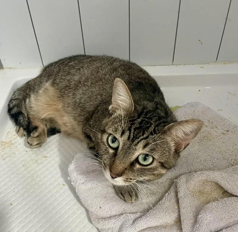 An adult medium-sized male Tabby (Brown / Chocolate) Tabby cat named Walter for adoption in Venice, CA