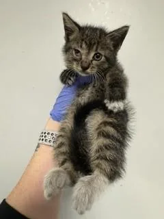 A baby small-sized female Domestic Short Hair cat named Moon for adoption in Miami, FL