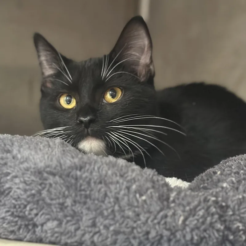 A young small-sized female Black Domestic Short Hair cat named WV Cinderella for adoption in Port Washington, NY