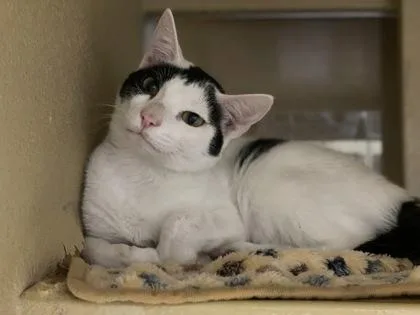 An adult medium-sized female Domestic Short Hair cat named Sky Fka Nettle for adoption in West Chester, PA