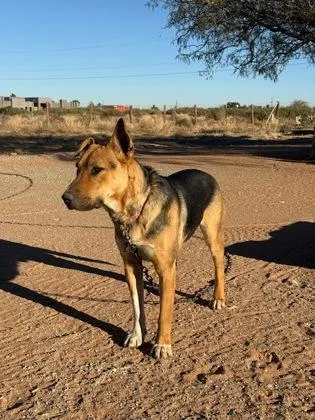 An adult medium-sized male Brown / Chocolate German Shepherd Dog dog named Brown for adoption in El Paso, TX