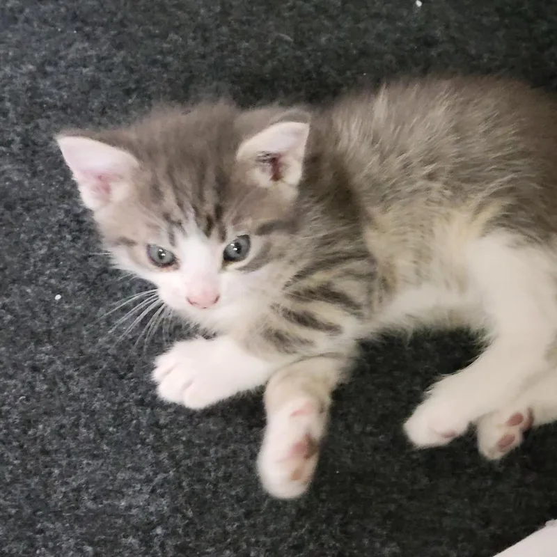 A baby small-sized female Gray / Blue / Silver Domestic Short Hair cat named Stamp for adoption in Incline Village, NV