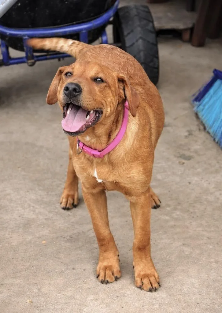 A baby large-sized female Labrador Retriever dog named Lucy Hicks for adoption in Princeton, MA