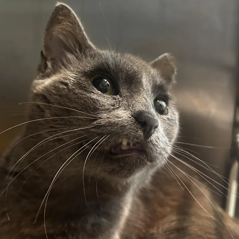 A senior medium-sized female Black Domestic Short Hair cat named Karen for adoption in Asheville, NC