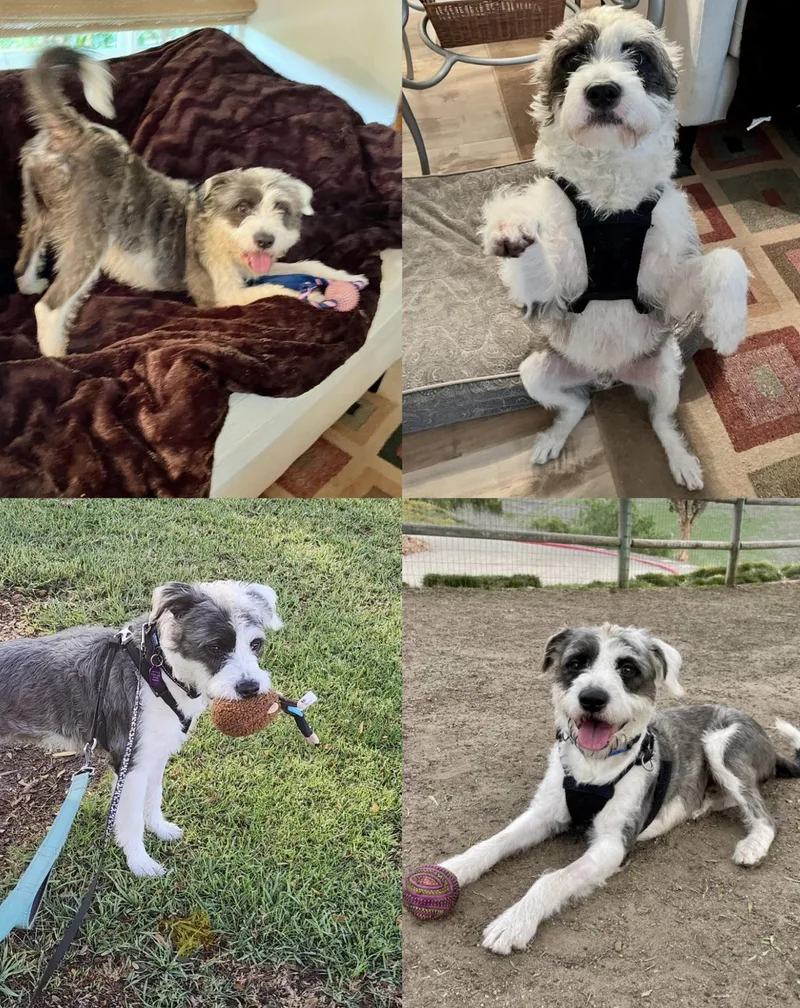 Valentino thumbnail 2