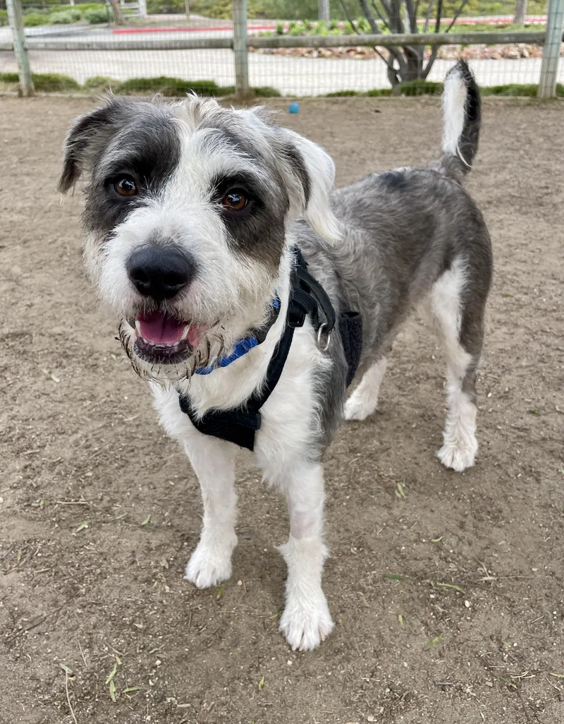 Valentino thumbnail 3