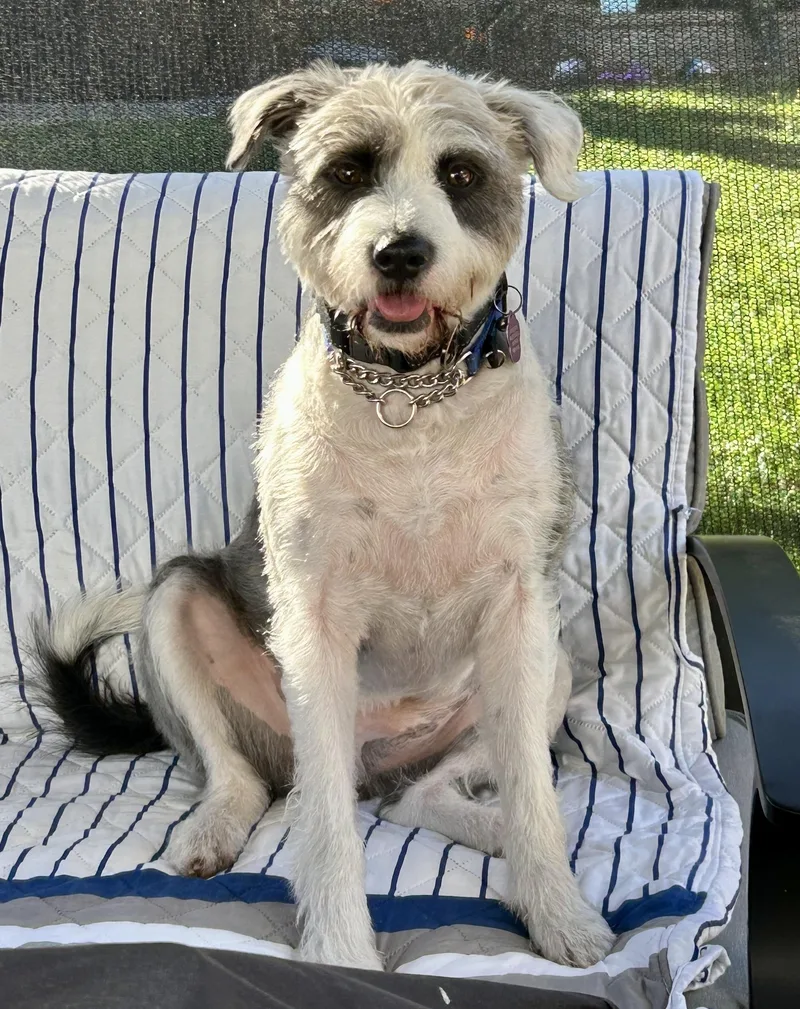 Valentino thumbnail 4