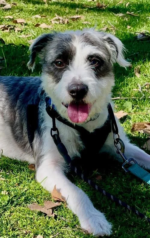 Valentino thumbnail 5