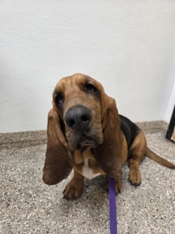 An adult small-sized female Basset Hound dog named Annie for adoption in Vancouver, WA