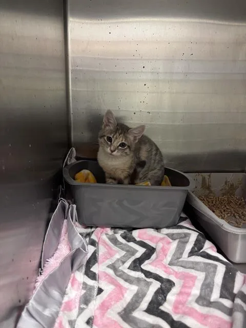 A baby small-sized female Domestic Short Hair cat named Unsupervised for adoption in West Valley City, UT