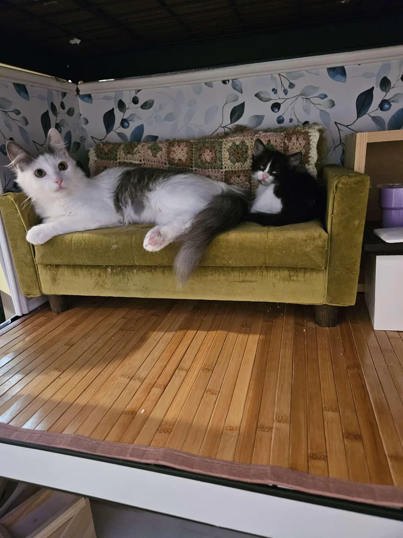 An adult medium-sized female Gray & White Domestic Medium Hair cat named Selina Kyle and Helena for adoption in Rancho Santa Margarita, CA