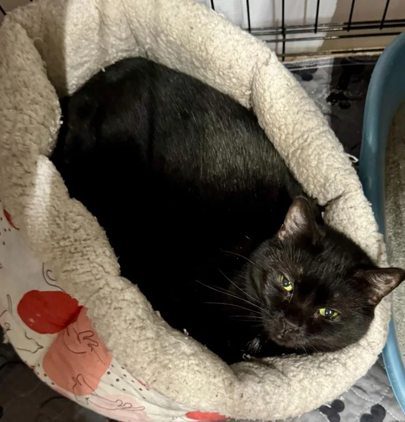 An adult medium-sized female Domestic Short Hair cat named Winnie for adoption in Centerville, GA