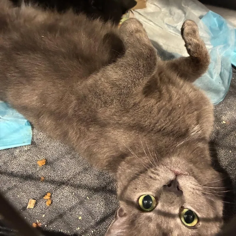 An adult medium-sized female Gray / Blue / Silver Domestic Short Hair cat named Sheena for adoption in Abingdon, MD