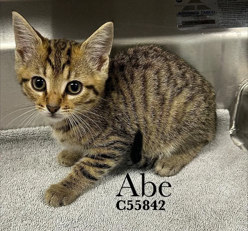A baby medium-sized male Domestic Short Hair cat named Abe for adoption in Clarksville, TN