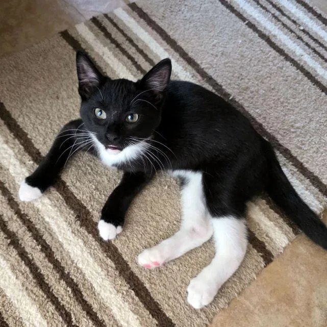 A baby medium-sized male Black & White / Tuxedo Tuxedo cat named Humphrey for adoption in Tulsa, OK