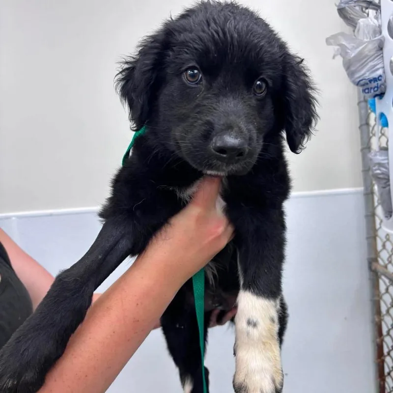 A baby medium-sized male Black Mixed Breed dog named Ross for adoption in Fredericksburg, VA