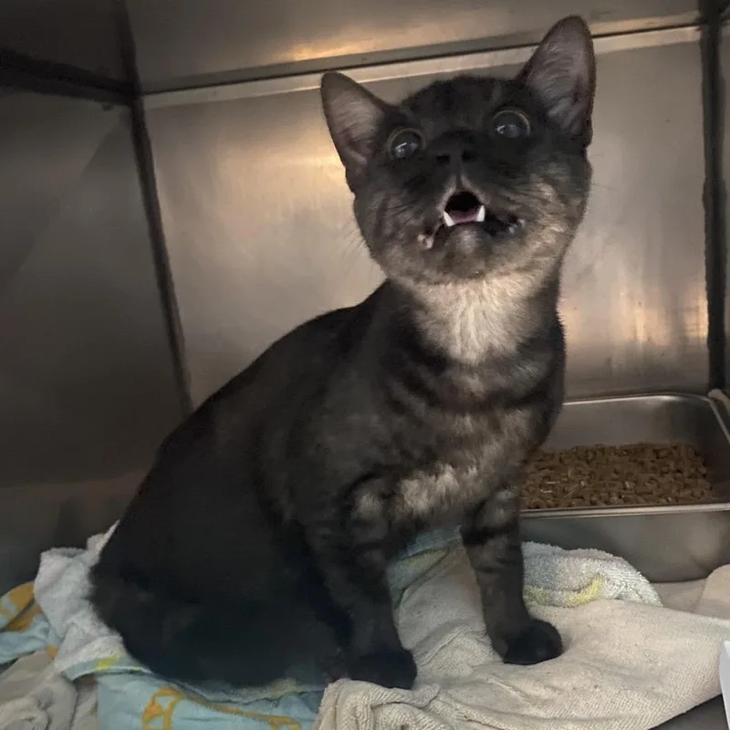 An adult medium-sized female Black Domestic Short Hair cat named Mystic for adoption in Troy, VA