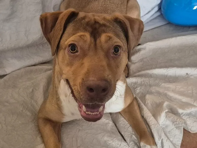 An adult large-sized female Tricolor (Brown, Black, & White) Hound dog named Canelita for adoption in Richmond, TX