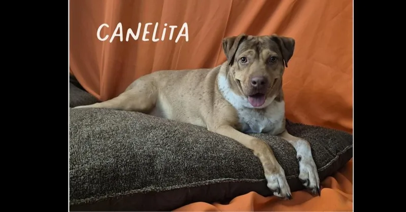 Canelita thumbnail 2
