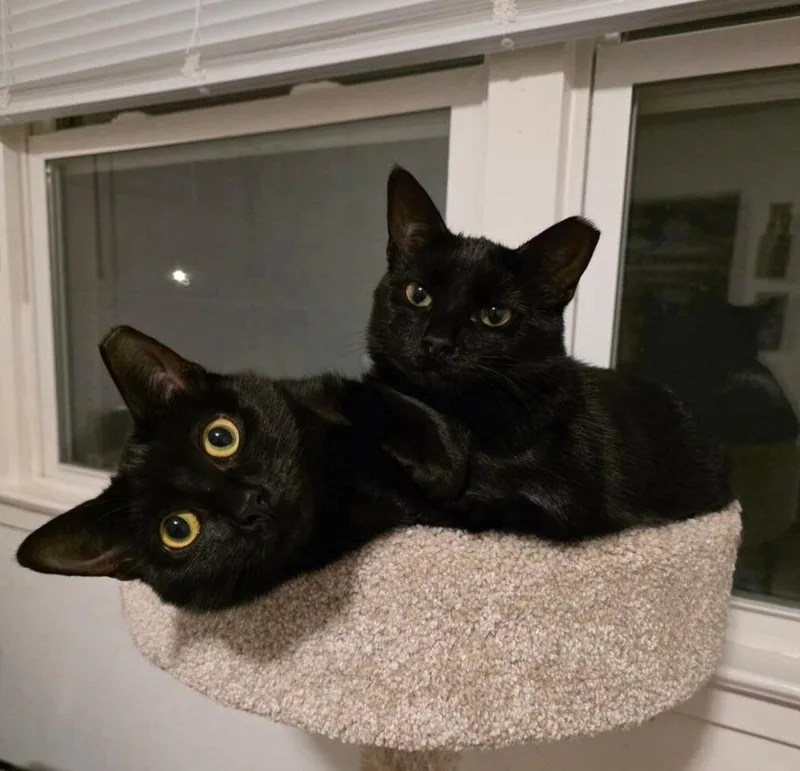An adult medium-sized female Black Domestic Short Hair cat named Royale for adoption in Carrollton, VA