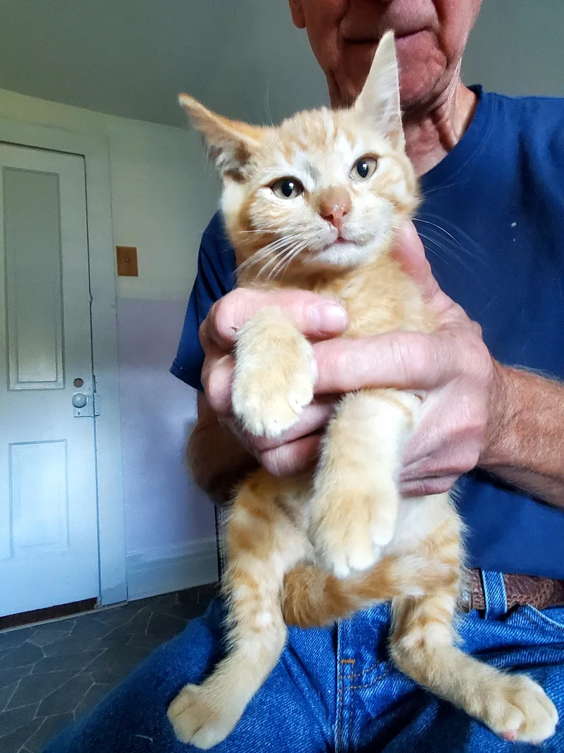 A baby medium-sized male American Shorthair cat named Spice for adoption in Gladwin, MI