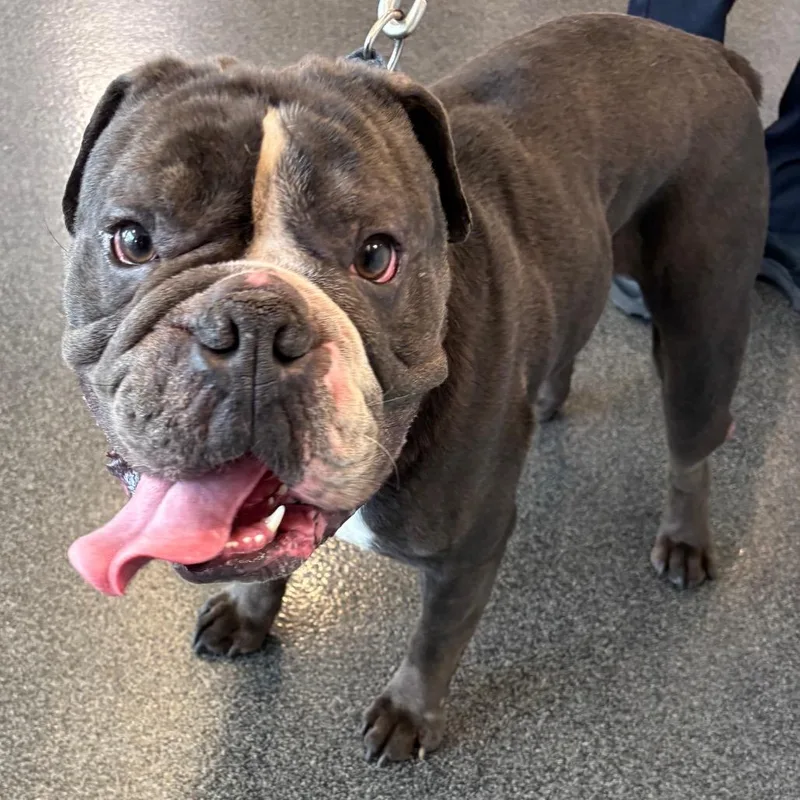 An adult large-sized male Gray / Blue / Silver Mixed Breed dog named Jelly Roll for adoption in Allentown, PA