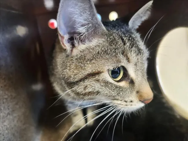 A young small-sized female Domestic Short Hair cat named Fleur for adoption in Santa Fe, NM